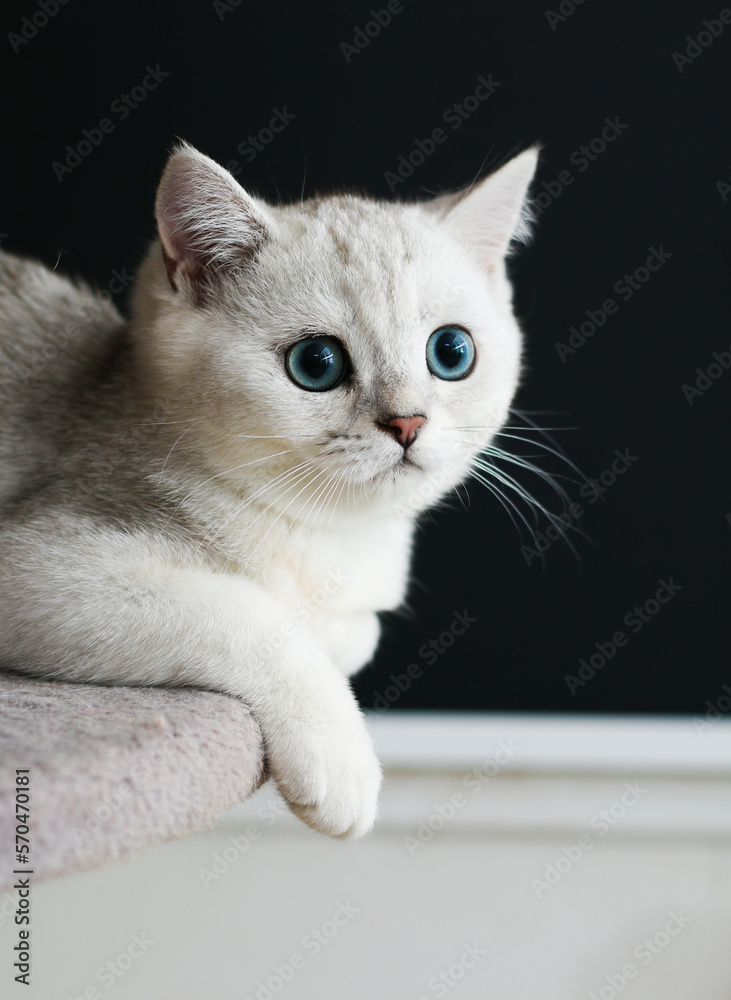 Fototapeta premium portrait of a cat