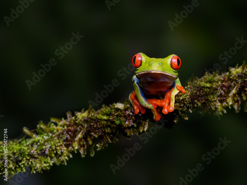 Red-eyed tree frog bright vivid colors at night in tropical rainforest treefrog in jungle Costa Rica   © FotoRequest