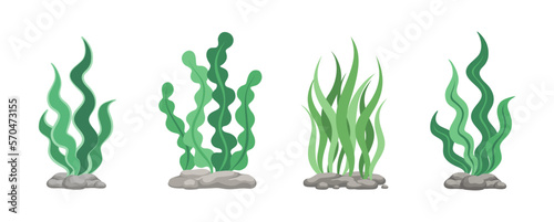 Set of different underwater sea plants and green algae for food. Edible seaweed and leaves. Plants of the aquarium. Vector illustration