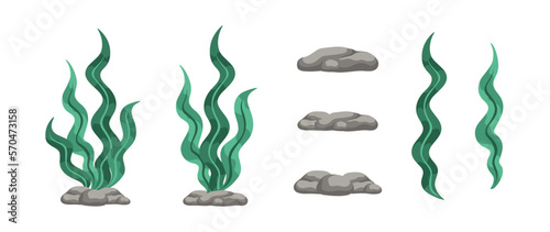Vector designer elements set collection of green algae, sea grass, underwater seaweed plants and stones.