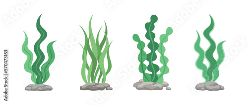 Set of green algae, sea grass, underwater seaweed plants. Vector illustration design elements collection on a white background.