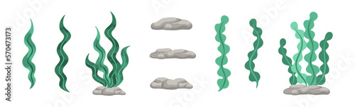 Vector designer elements set collection of green algae, sea grass, underwater seaweed plants and stones.