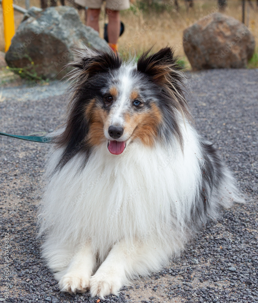 Fototapeta premium Sheltie Walkies.
