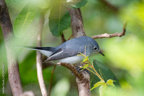 A Blue-Gray Gnatcatcher bird perched on a tree branch in summer Florida shrubs photo