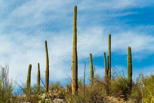 Tall saguaro cactuses in the natural reserve of sabino nation park in the cliffs and hills of arizona southwest US
