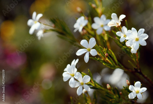 White flowers of the Australian native Wedding Bush, Ricinocarpos pinifolius, family Euphorbiaceae, growing in Sydney woodland on coastal sandy soils. Winter to spring flowering. 