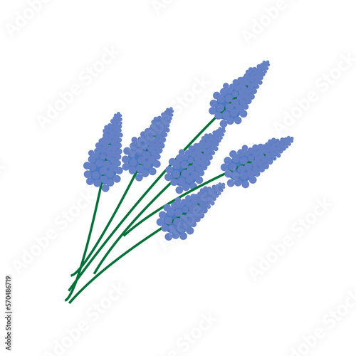 Vector image of blue hyacinth flowers, muscari closeup isolated on white background. Graphic design.