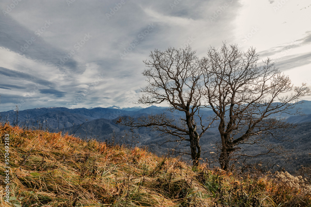A tree on the background of high mountains in a picturesque place of the Caucasus. The mountain range of the Caucasus against the background of clouds. Beautiful mountain landscape. A tree on the background of high mountains in a picturesque place of the Caucasus. The mountain range of the Caucasus against the background of clouds. Beautiful mountain landscape.