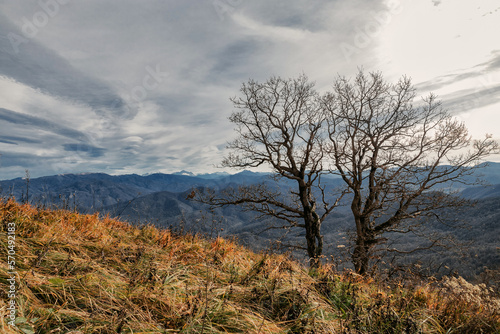 A tree on the background of high mountains in a picturesque place of the Caucasus. The mountain range of the Caucasus against the background of clouds. Beautiful mountain landscape.