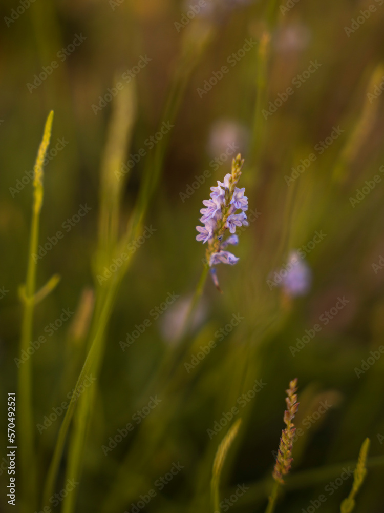 Fototapeta premium wild lavender flower wallpaper 