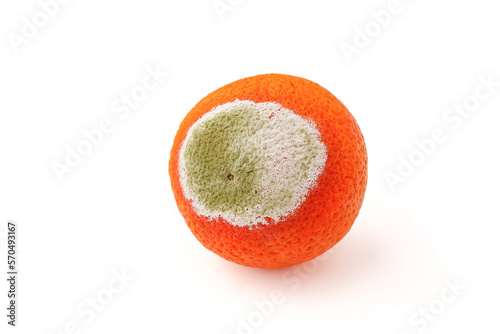 tangerine covered with mold on a white background  photo