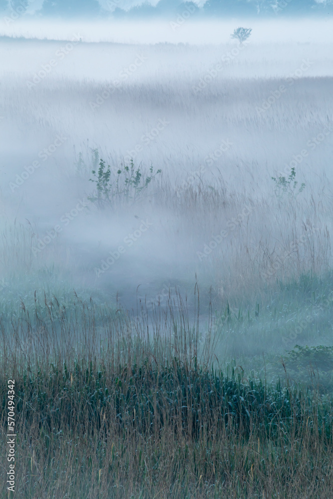 Fototapeta premium 朝靄の草原