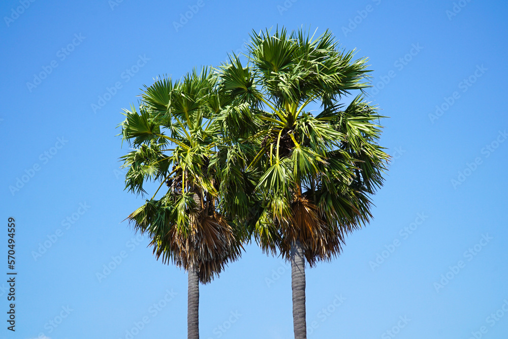 Palm trees with blue sky at Toey Ngam Beach, Sattahip, Pattaya, Thailand. vacation Trip, Tropical beach, Palm tree on blue sky background.palm tree in summer. Palm trees with blue sky at Toey Ngam Beach, Sattahip, Pattaya, Thailand. vacation Trip, Tropical beach, Palm tree on blue sky background.palm tree in summer.