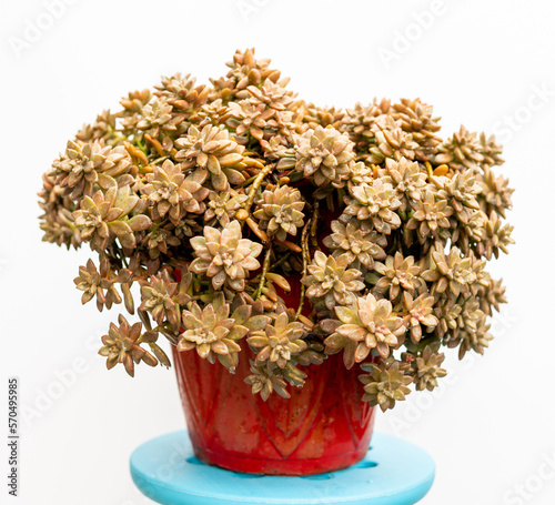 Graptosedum California Sunset beautiful succulent plant in a red pot