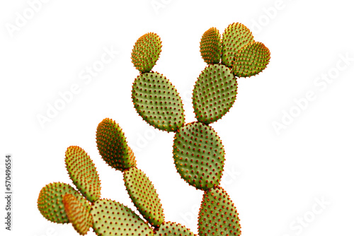 Orange bunny ears cactus isolated on white background photo