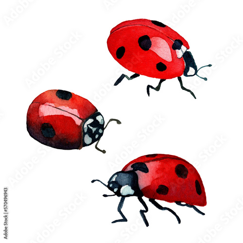 Watercolor hand drawn illustration collection of ladybugs. Red garden insects in realistic style. Design for covers, backgrounds, decorations, prints.