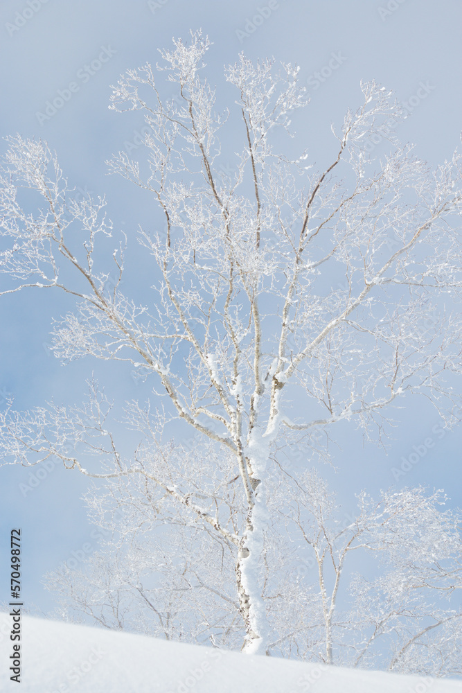 Single snow covered tree in winter and blue sky