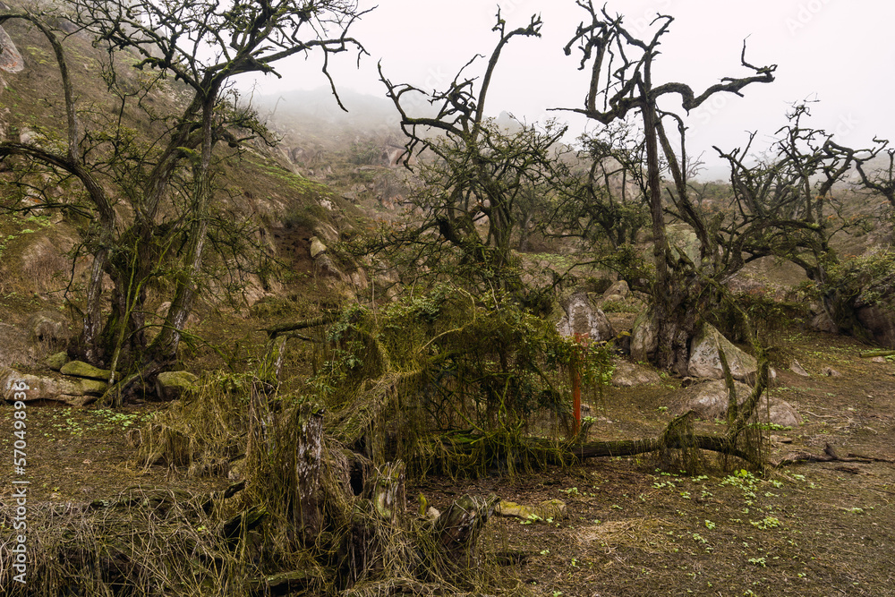 Old Tara Trees in Lomas de Lachay, Natural Reserve in Lima Peru Old Tara Trees in Lomas de Lachay, Natural Reserve in Lima Peru