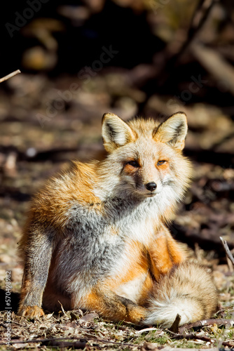 Fed fox scratching the itch © KalebJeppsonPhotos