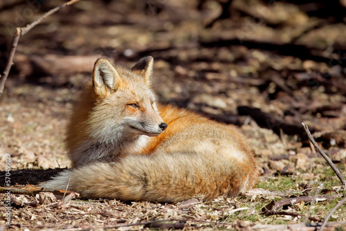 the red fox curled up and looking into the morning sun © KalebJeppsonPhotos