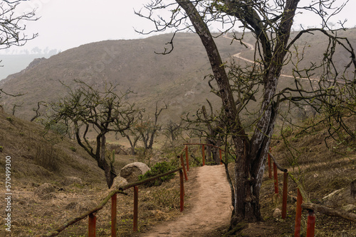 Pathway in clear day in Lomas de Lachay photo