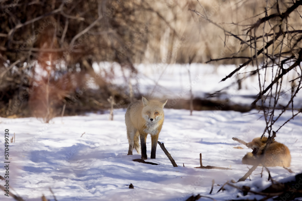 Fototapeta premium the red fox