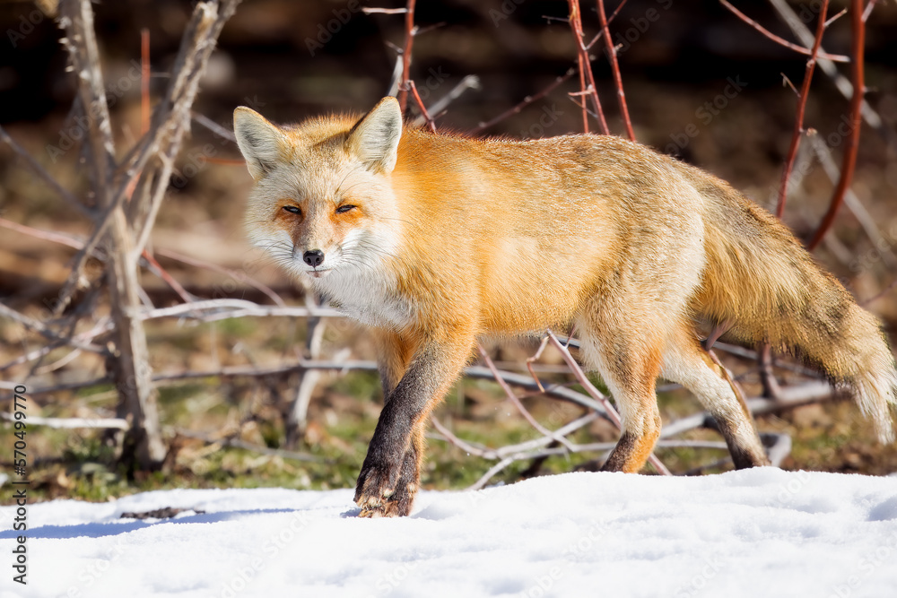 Fototapeta premium the red fox