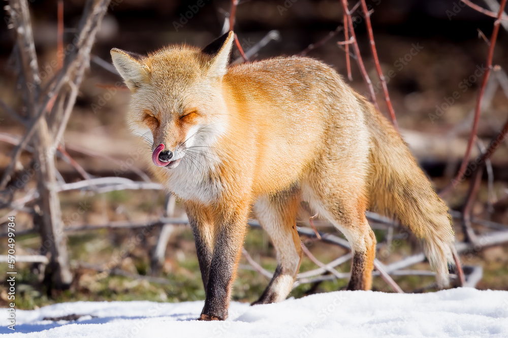 Fototapeta premium the red fox
