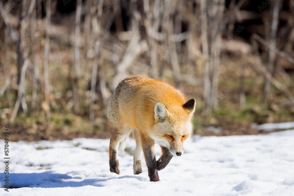 Fototapeta premium the red fox