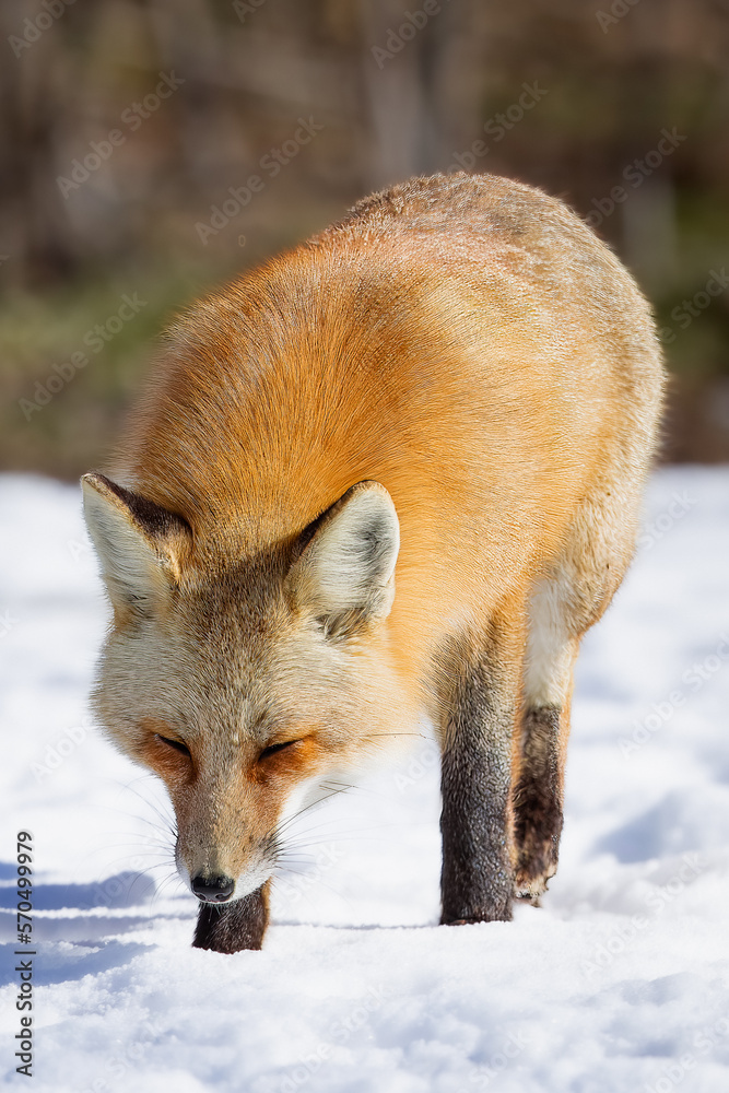 Obraz premium the red fox