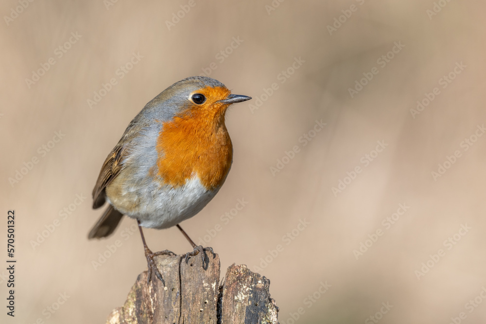 European Robin (Erithacus rubecula) perched on a branch in the forest in winters. European Robin (Erithacus rubecula) perched on a branch in the forest in winters.