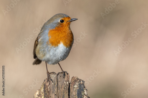 European Robin (Erithacus rubecula) perched on a branch in the forest in winters. © bios48