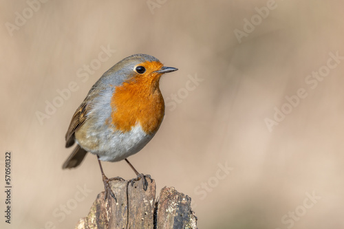 European Robin (Erithacus rubecula) perched on a branch in the forest in winters.