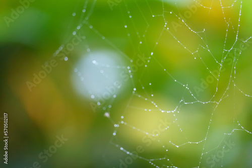 rain drop blurred cobweb natural pattern abstract