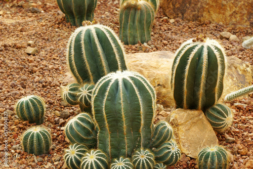 Green Cactus Plant or Call Balloon cactus ,  parodia magnifica cactaceae in the cactus family at Chiang mai thailand photo