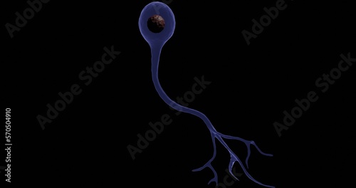 Unipolar Neuron in 3D illustration photo