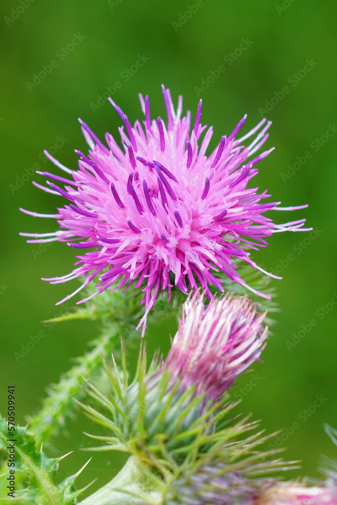 Vertical closeup on a colorful purple Canada, creeping field thistle flower, Cirsium arvense against a green background Vertical closeup on a colorful purple Canada, creeping field thistle flower, Cirsium arvense against a green background