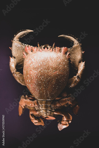 prehistoric crab