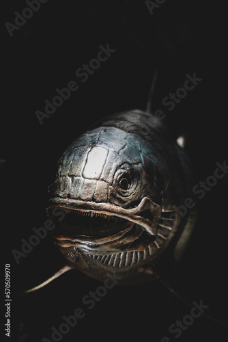 head of a prehistoric fish