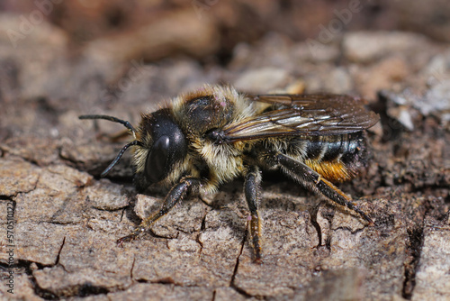 Closeup on a female of rare and endangered willowherb leafcutter bee, Megachile lapponica