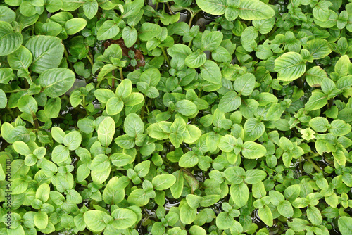 Green Nature Top view of Melastomes Leaves plants on the ground - The family Melastomataceae - Melastomes are annual or perennial herbs, shrubs, or small trees , nature backdrops in park garden