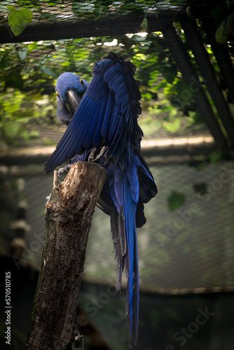 Hyacinth macaw blue parrot