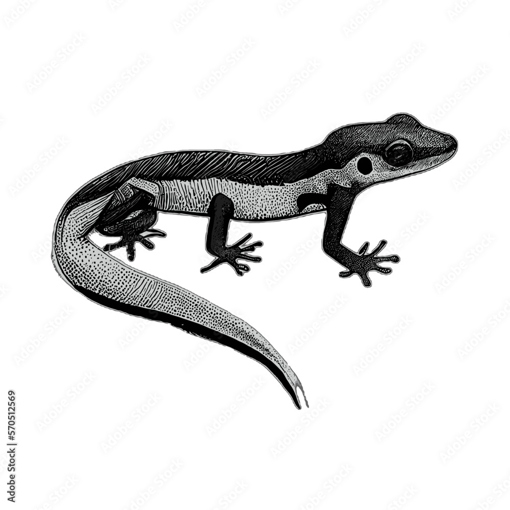 Fototapeta premium Lizard gecko illustration artwork vector graphic, cute geckos vectorized