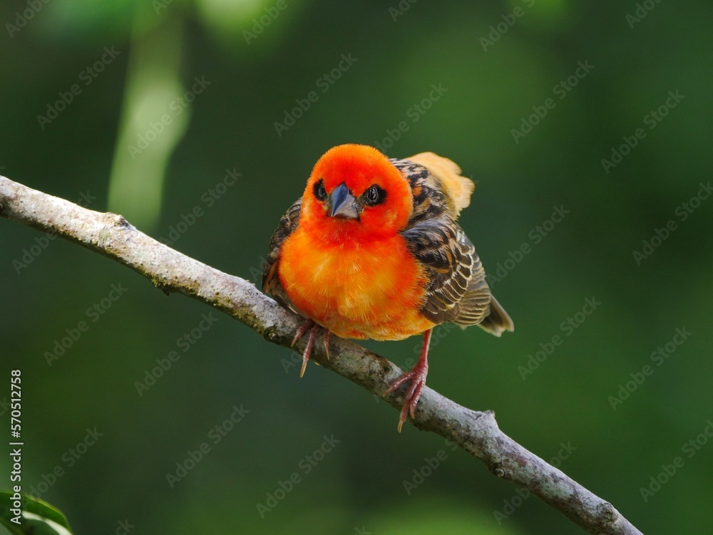 Red Fody bird - Foudia Madagascariensis - from Mauritius, perching in natural environment Red Fody bird - Foudia Madagascariensis - from Mauritius, perching in natural environment