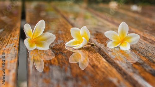  Jepun  flowers  Nerium Oleander  are gold on wooden background