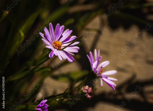 Closeup view of purple coneflowers glowing in shade