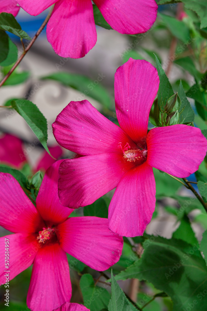 Naklejka premium Beautiful purple hibiscus flower close up