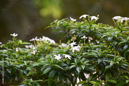 green nature over white flowers 
