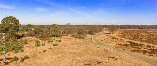 Panorama of the heather and dunes in national park Drents Friese Wold, Netherlands photo