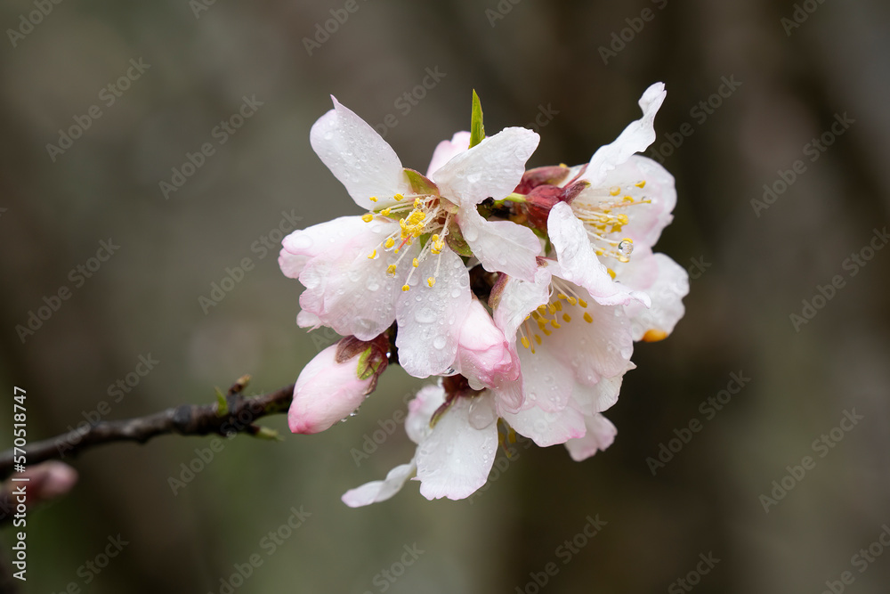 Fototapeta premium A Wet Almond Flower